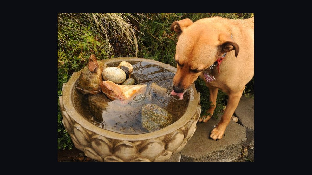 How long does tap water need to sit out before it's safe to add to an aquarium in 2027 — figure 6