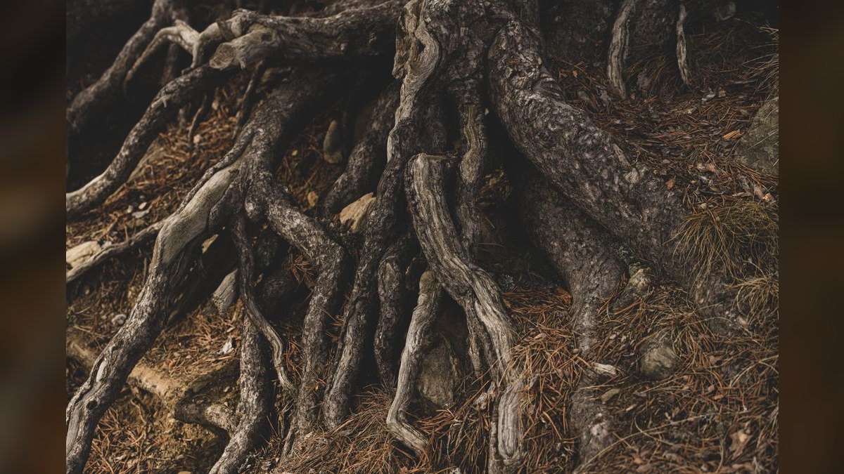 How'd you fix Root Insurance's revenue issues in 2026?
