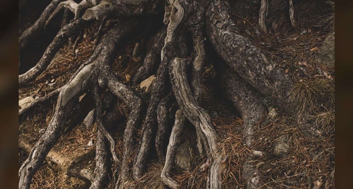 How'd you fix Root Insurance's revenue issues in 2026?