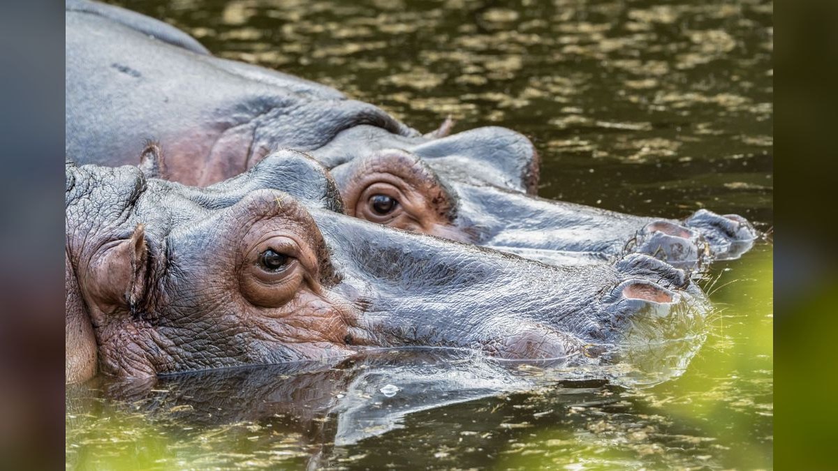 How'd you fix Hippo Insurance's revenue issues in 2026 — figure 1