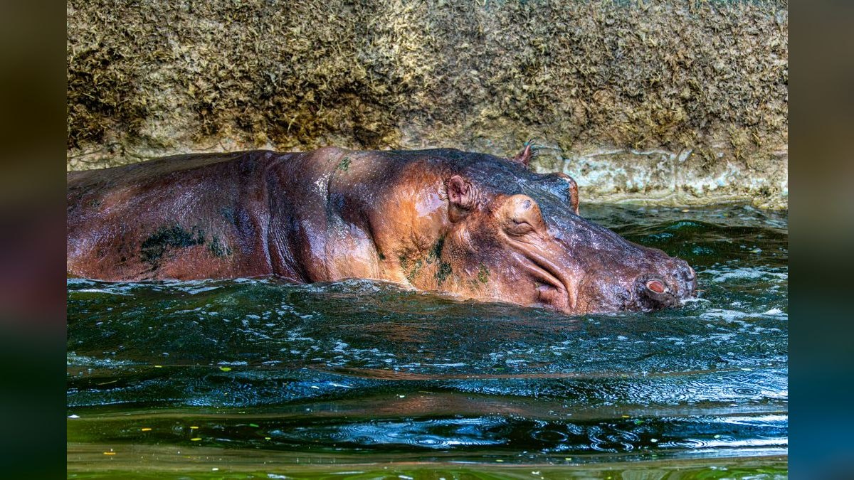 How'd you fix Hippo Insurance's revenue issues in 2026 — figure 2