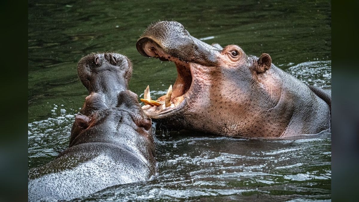 How'd you fix Hippo Insurance's revenue issues in 2026 — figure 4