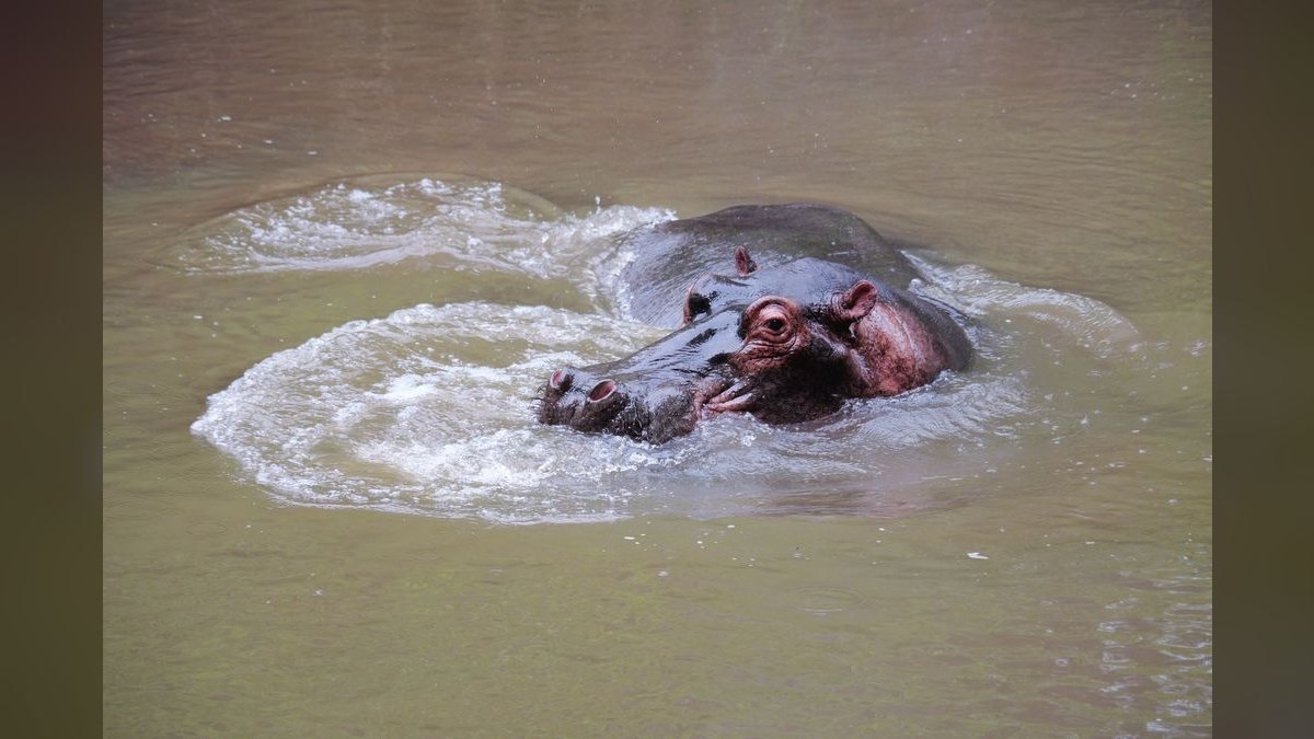 How'd you fix Hippo Insurance's revenue issues in 2026 — figure 5