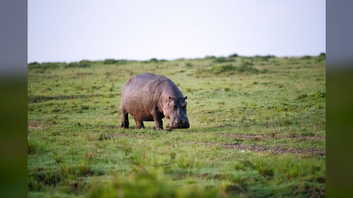 How'd you fix Hippo Insurance's revenue issues in 2026?