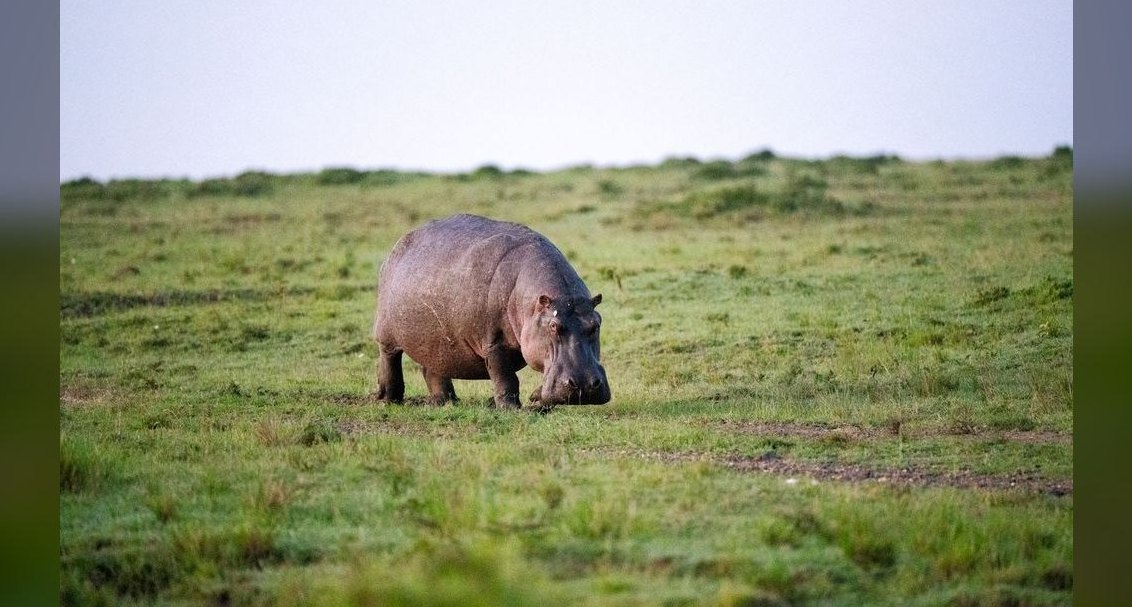 How'd you fix Hippo Insurance's revenue issues in 2026?