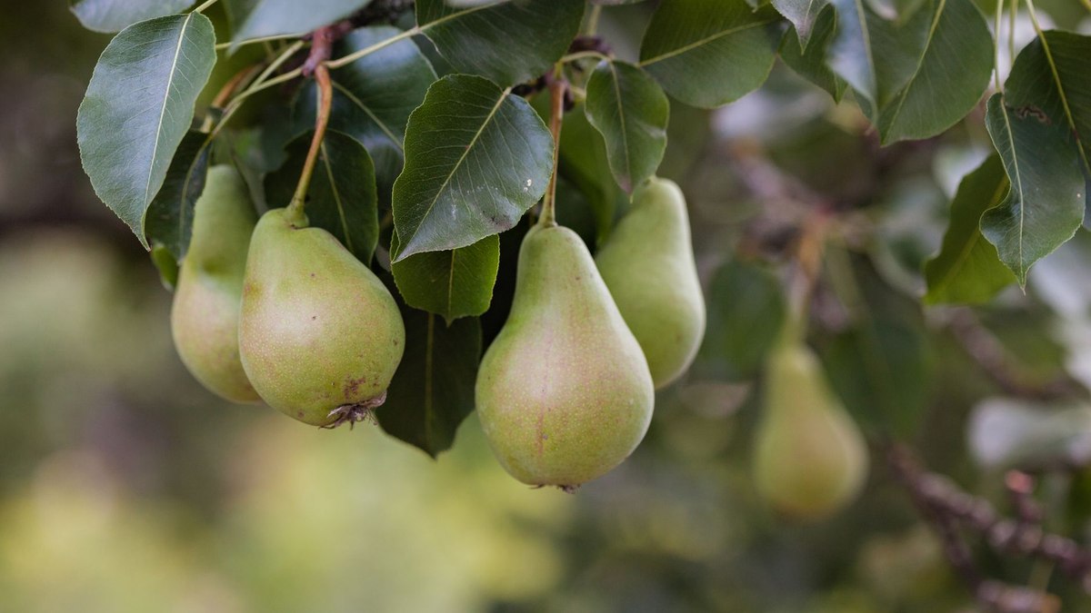 How'd you fix Pear Therapeutics's revenue issues in 2026?