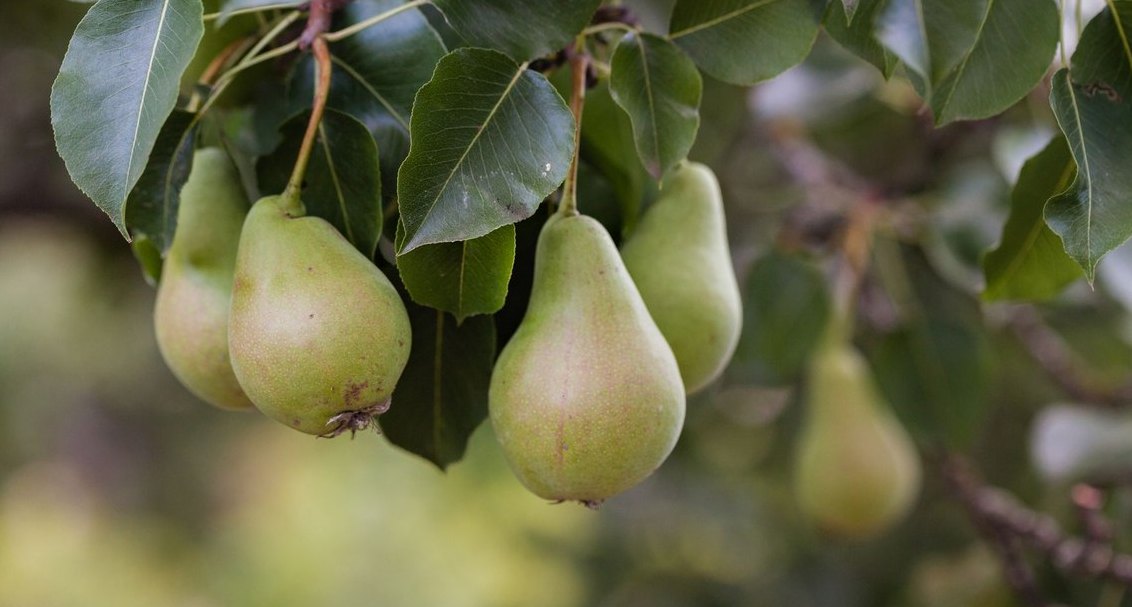 How'd you fix Pear Therapeutics's revenue issues in 2026?