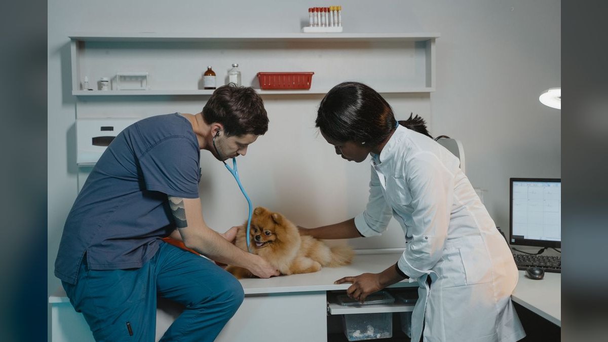 How Do I Budget a Veterinary Clinic Buildout — figure 1