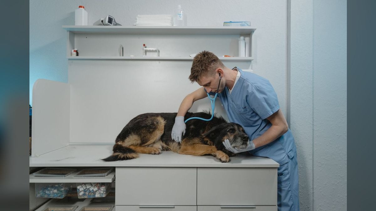 How Do I Budget a Veterinary Clinic Buildout — figure 2