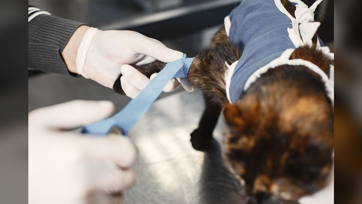 How Do I Budget a Veterinary Clinic Buildout — figure 4