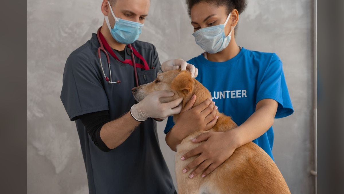 How Do I Budget a Veterinary Clinic Buildout — figure 5
