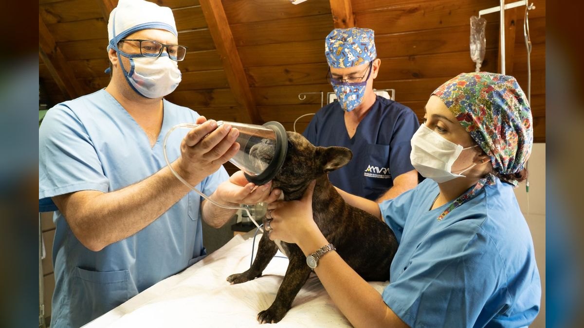 How Do I Budget a Veterinary Clinic Buildout — figure 6
