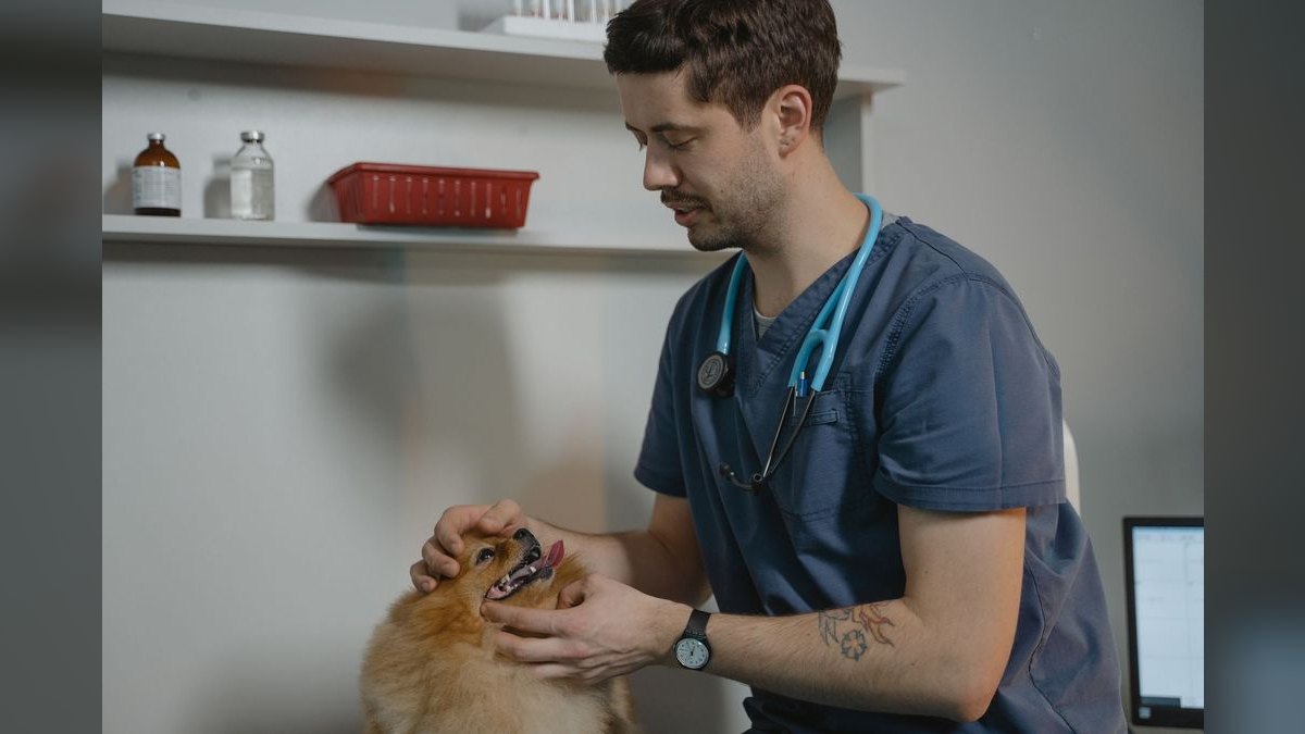 How Do I Budget a Veterinary Clinic Buildout?