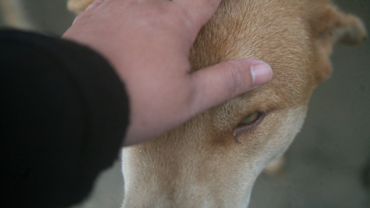 How'd you fix Humane's revenue issues in 2026?