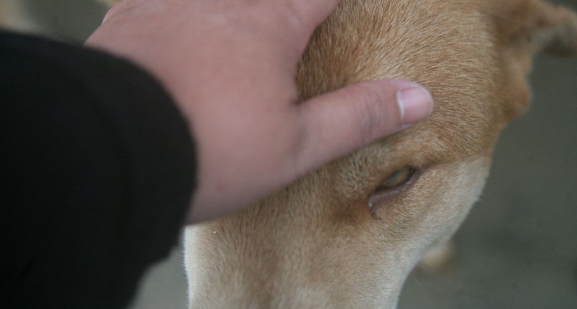 How'd you fix Humane's revenue issues in 2026?