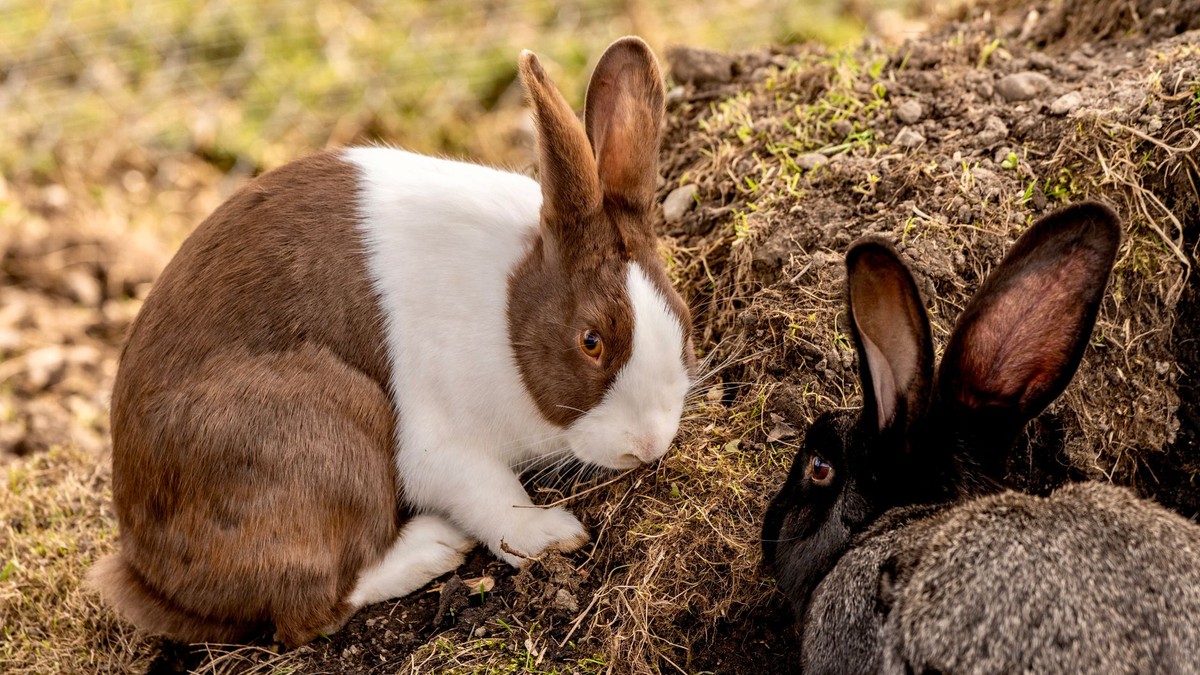 How'd you fix Rabbit R1's revenue issues in 2026?