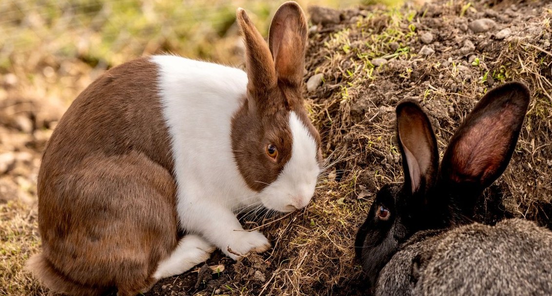How'd you fix Rabbit R1's revenue issues in 2026?