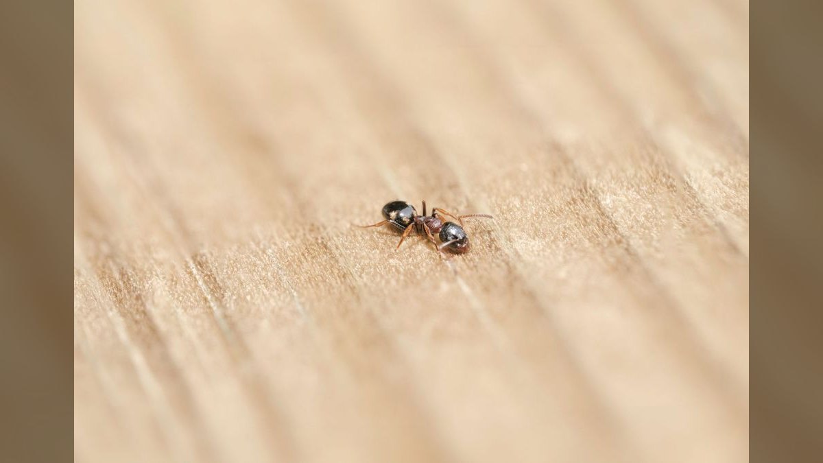 Should I open or buy an Orkin Pest Control franchise in 2027 — figure 1