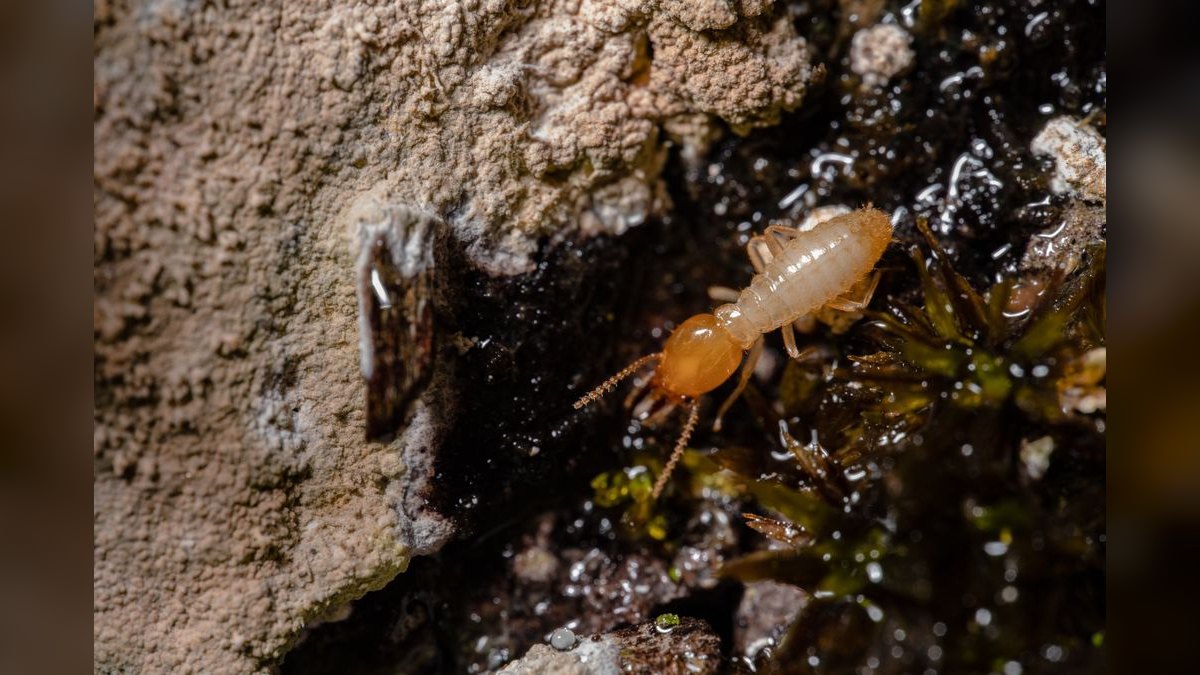 Should I open or buy an Orkin Pest Control franchise in 2027 — figure 4