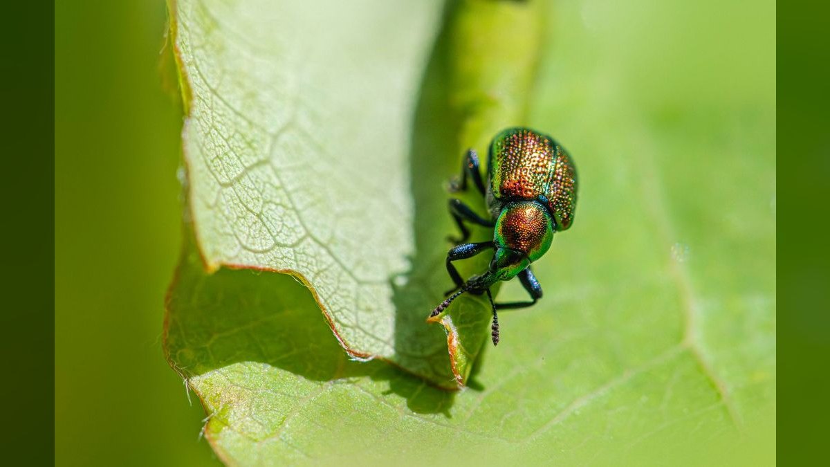 Should I open or buy an Orkin Pest Control franchise in 2027 — figure 5