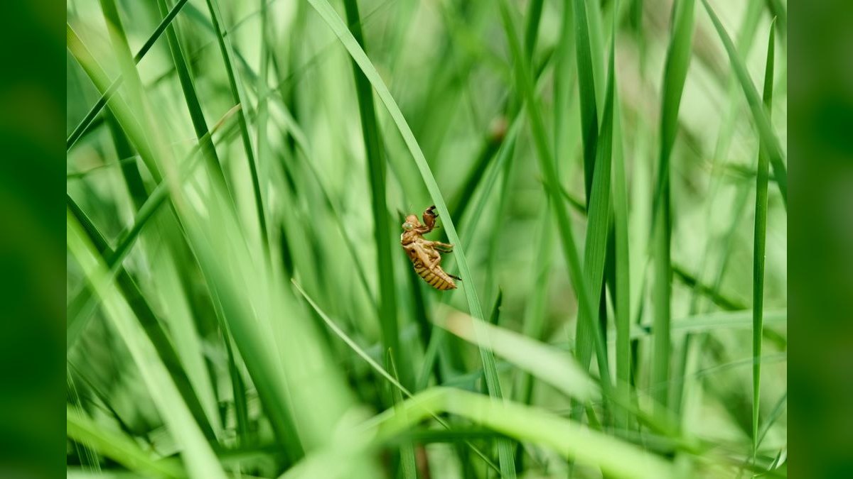Should I open or buy an Orkin Pest Control franchise in 2027 — figure 6