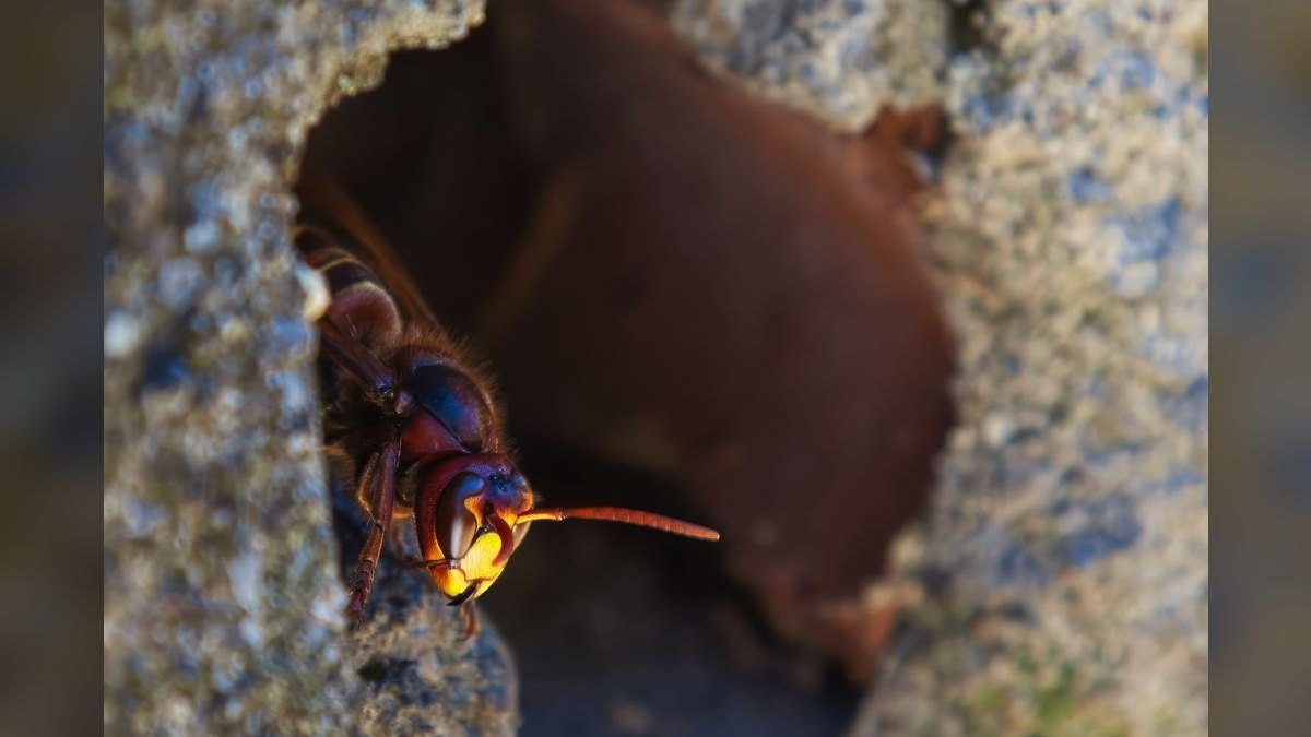 Should I open or buy an Orkin Pest Control franchise in 2027?