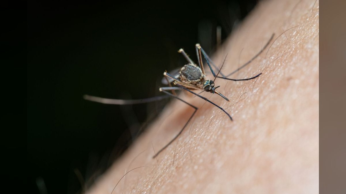 Should I open or buy a Mosquito Squad franchise in 2027 — figure 1