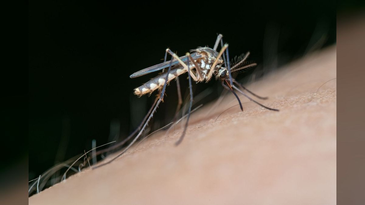 Should I open or buy a Mosquito Squad franchise in 2027 — figure 2