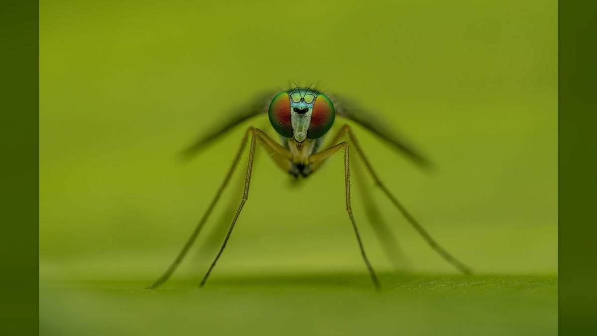 Should I open or buy a Mosquito Squad franchise in 2027 — figure 3