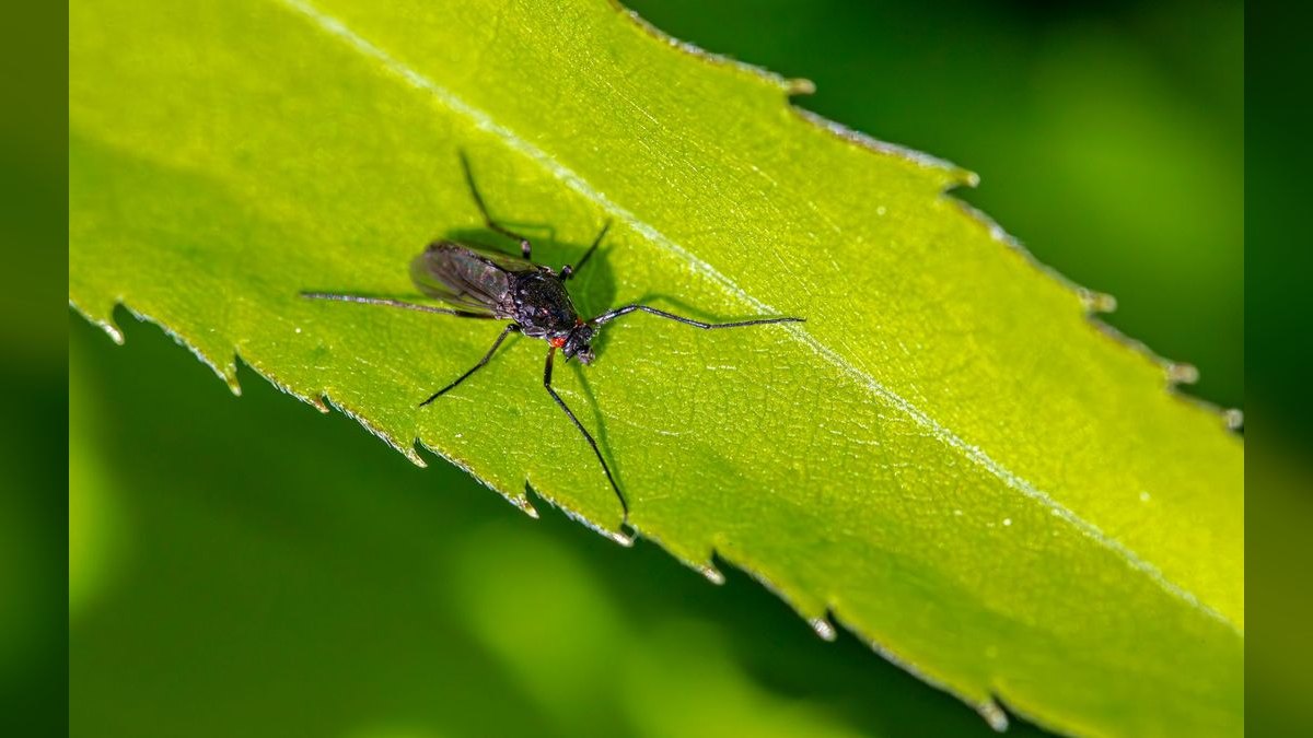 Should I open or buy a Mosquito Squad franchise in 2027 — figure 5