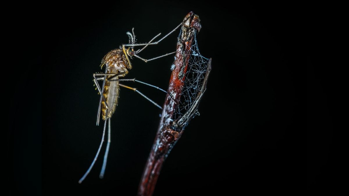 Should I open or buy a Mosquito Joe franchise in 2027 — figure 1