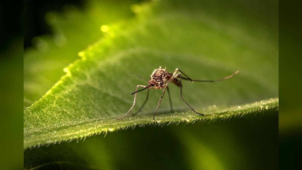 Should I open or buy a Mosquito Joe franchise in 2027 — figure 2