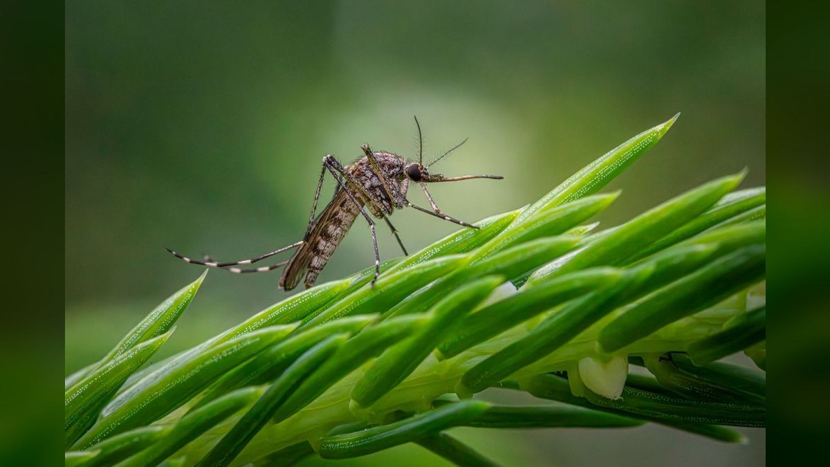 Should I open or buy a Mosquito Joe franchise in 2027 — figure 3