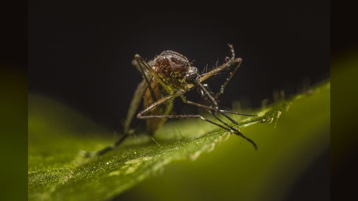Should I open or buy a Mosquito Authority franchise in 2027 — figure 1