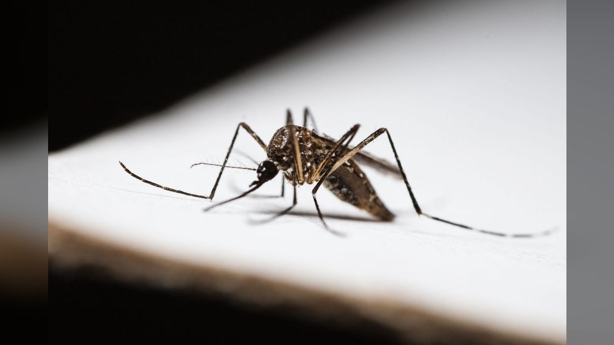 Should I open or buy a Mosquito Authority franchise in 2027 — figure 2