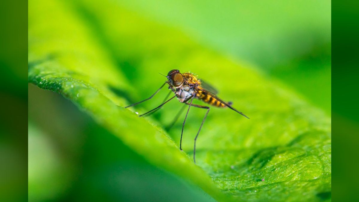 Should I open or buy a Mosquito Authority franchise in 2027 — figure 4