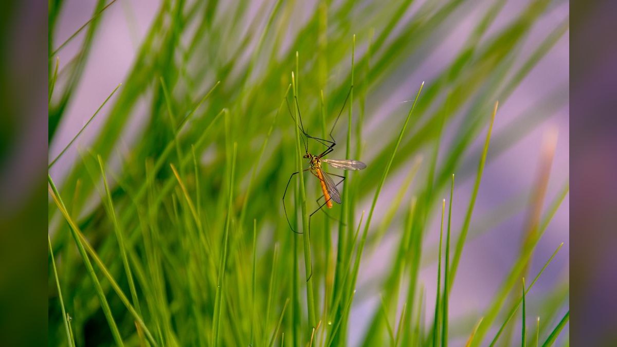 Should I open or buy a Mosquito Authority franchise in 2027 — figure 5