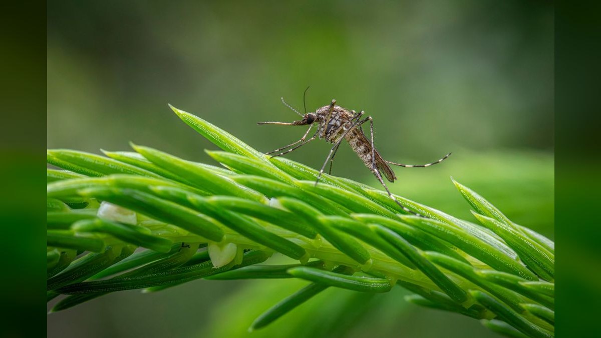 Should I open or buy a Mosquito Authority franchise in 2027 — figure 6