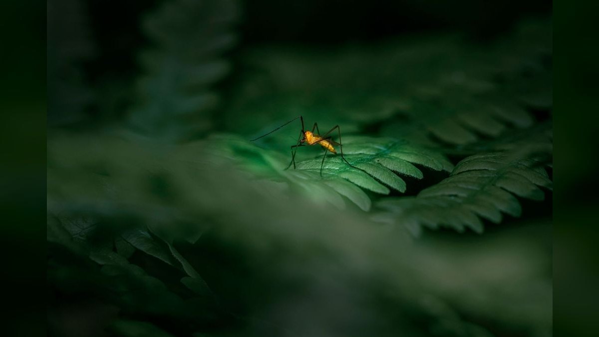Should I open or buy a Mosquito Authority franchise in 2027?