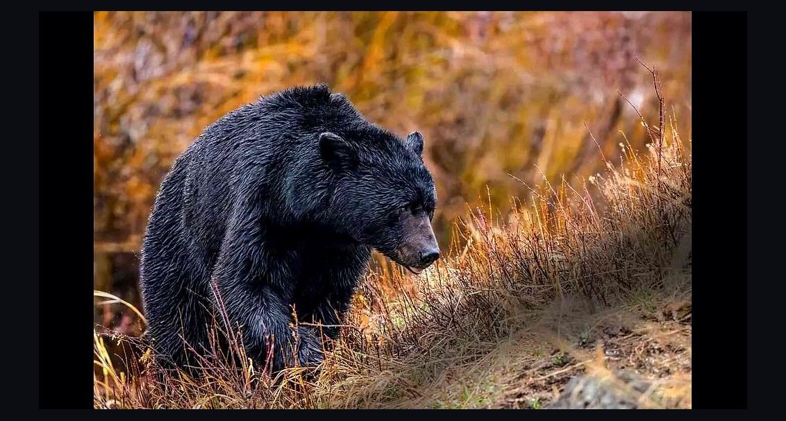Should I open or buy a Black Bear Diner franchise in 2027?