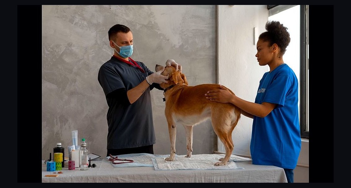 How Many Staff Should I Schedule Each Day at My Veterinary Clinic in 2026?