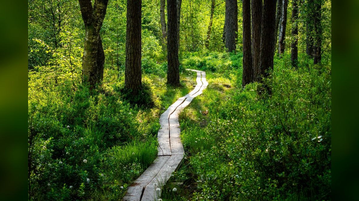 What is ServiceNow RevOps career path — figure 1