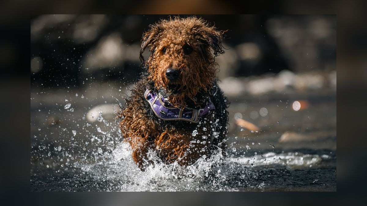 Will Datadog AEs hit quota in 2027 — figure 7