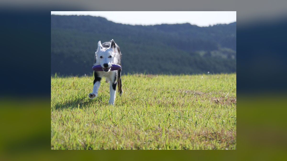 Will Datadog AEs hit quota in 2027 — figure 9