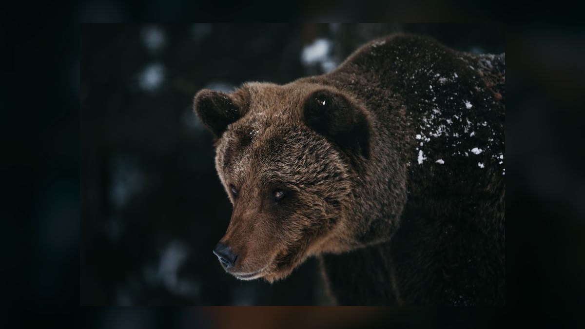 What is the bear case for Datadog 2027 — figure 8