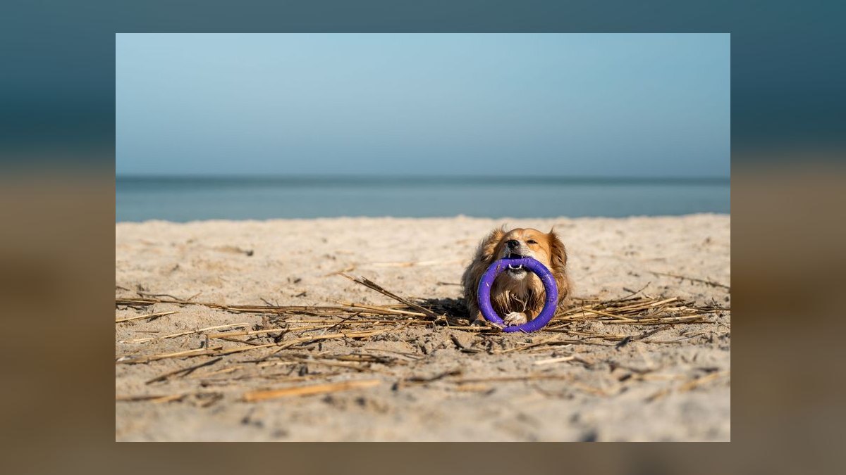 Should Datadog launch its own AI agent marketplace — figure 7