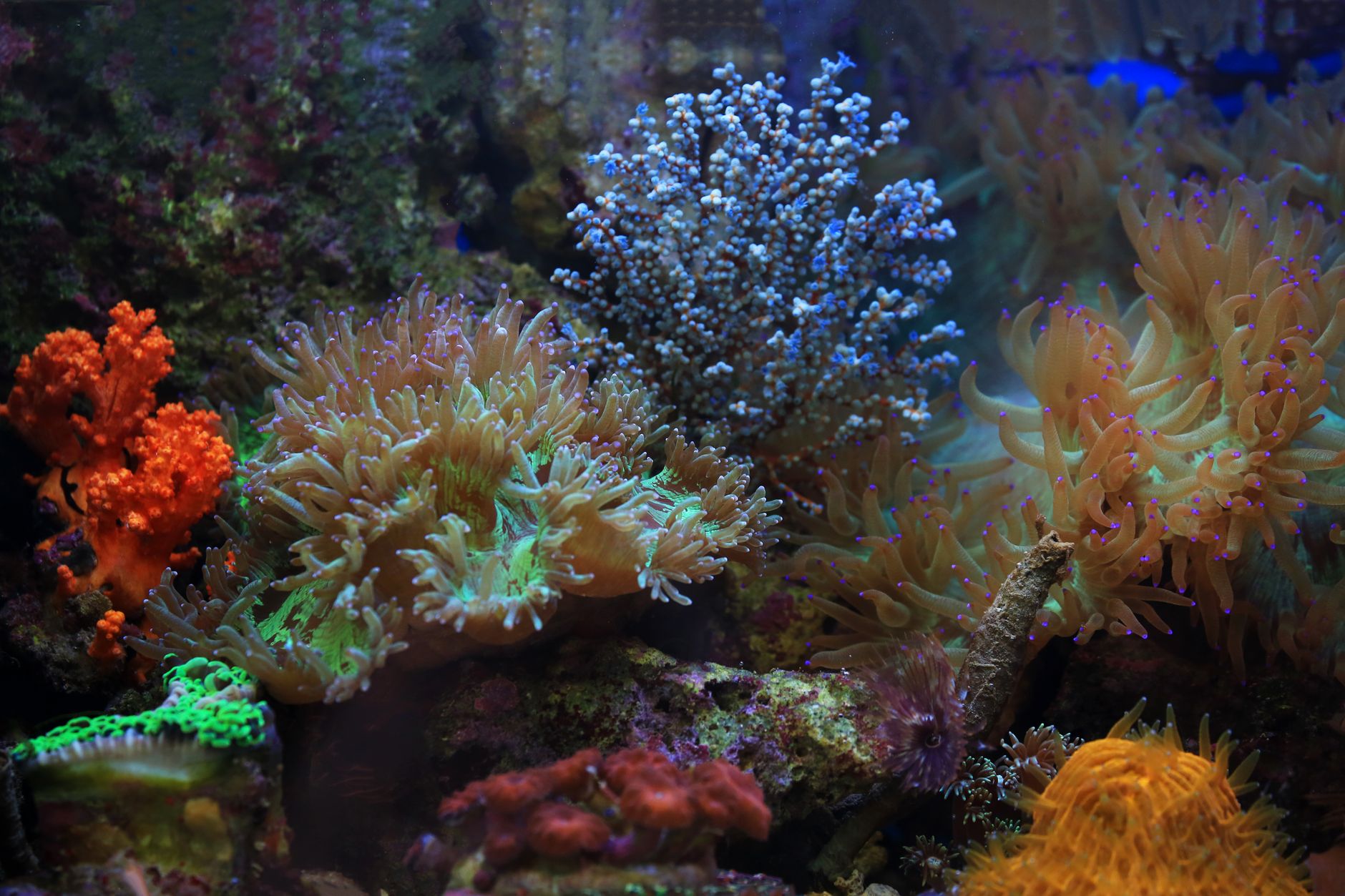 How do you cycle a new saltwater reef aquarium the right way in 2028 — figure 1