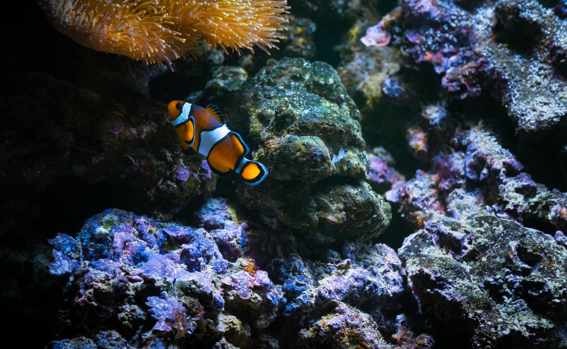 How do you cycle a new saltwater reef aquarium the right way in 2028 — figure 2