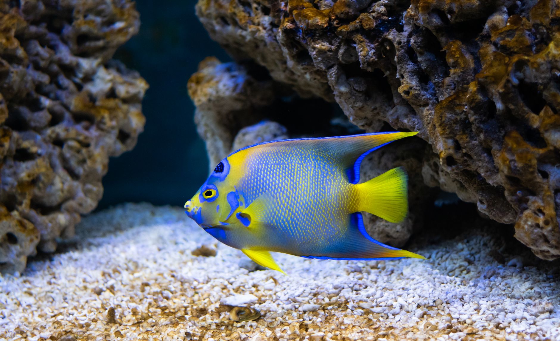 How do you cycle a new saltwater reef aquarium the right way in 2028 — figure 3
