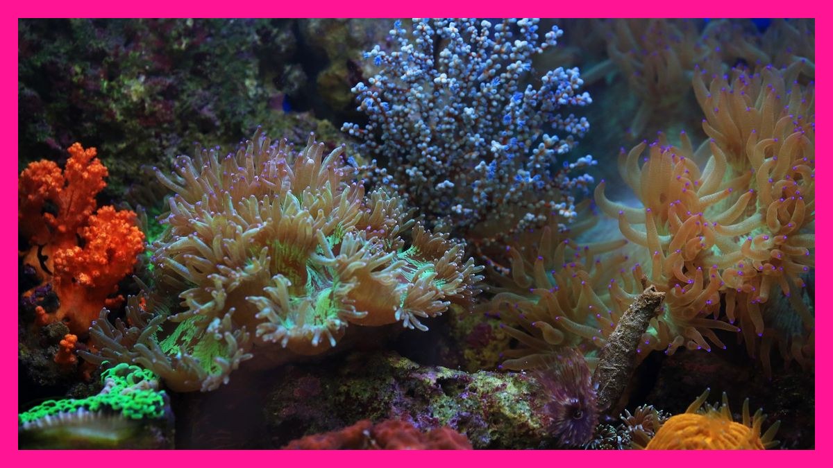 How do you cycle a new saltwater reef aquarium the right way in 2028?